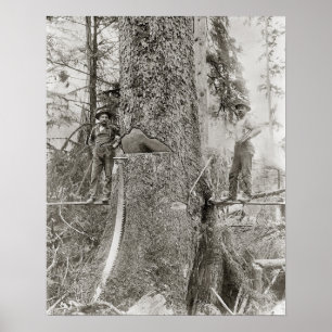 Poster Bûcherons avec un sapin géant, 1905. Photo vintage