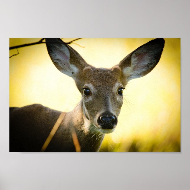 Poster Buck (Devant)