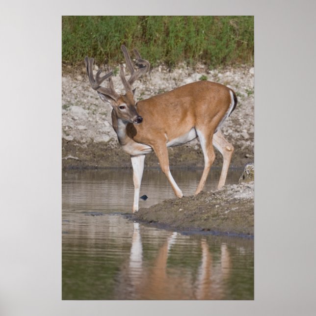 Poster Buck blanc en velours (Devant)