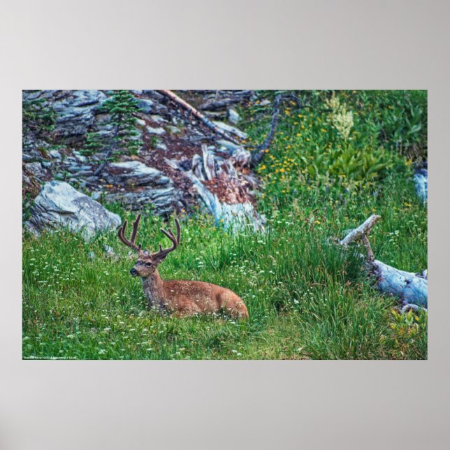 Poster Buck de lit (Devant)
