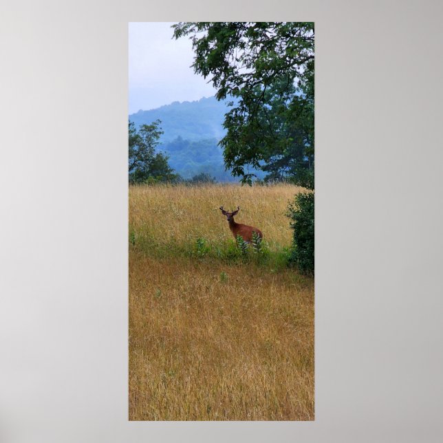 Poster Buck debout dans un champ (Devant)