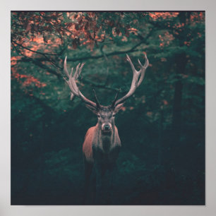 Poster Buck Deer animal sauvage