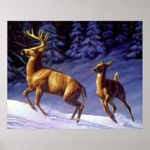Poster Buck & Doe de cerf blanc en neige hivernale