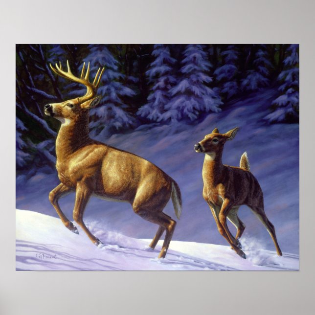 Poster Buck & Doe de cerf blanc en neige hivernale (Devant)