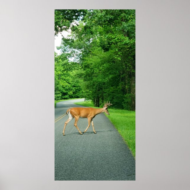Poster Buck Traversant la route (Devant)