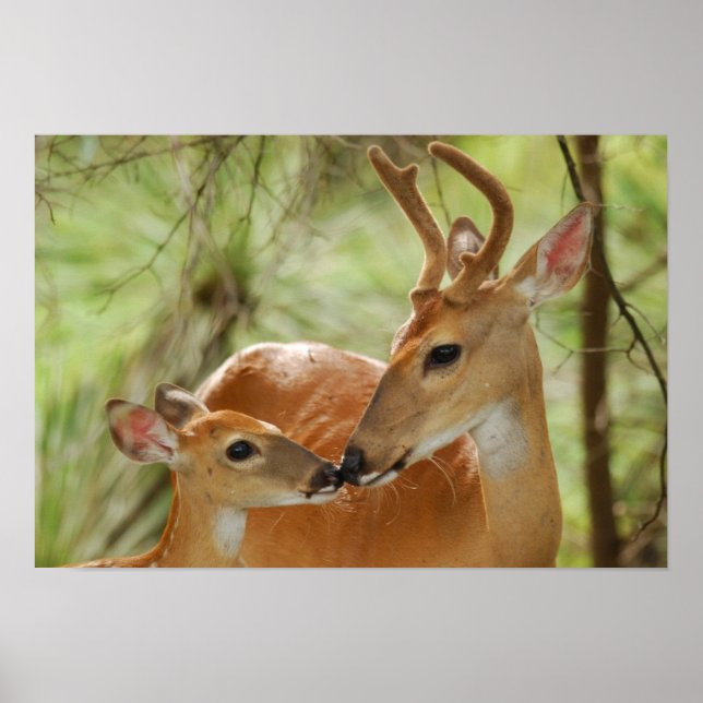 Poster Buck Whitetail Et Bonification De La Faune (Devant)
