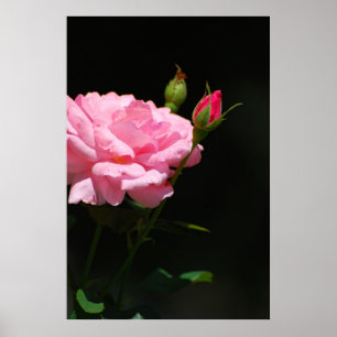 Poster Bud d'un rose