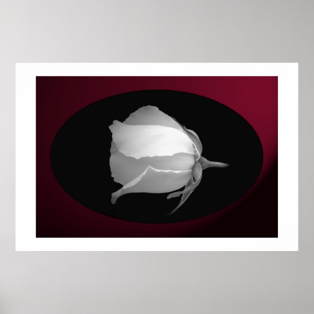 Poster Bud rose (noir et blanc) (Devant)