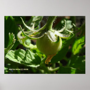 Poster Budding Tomato