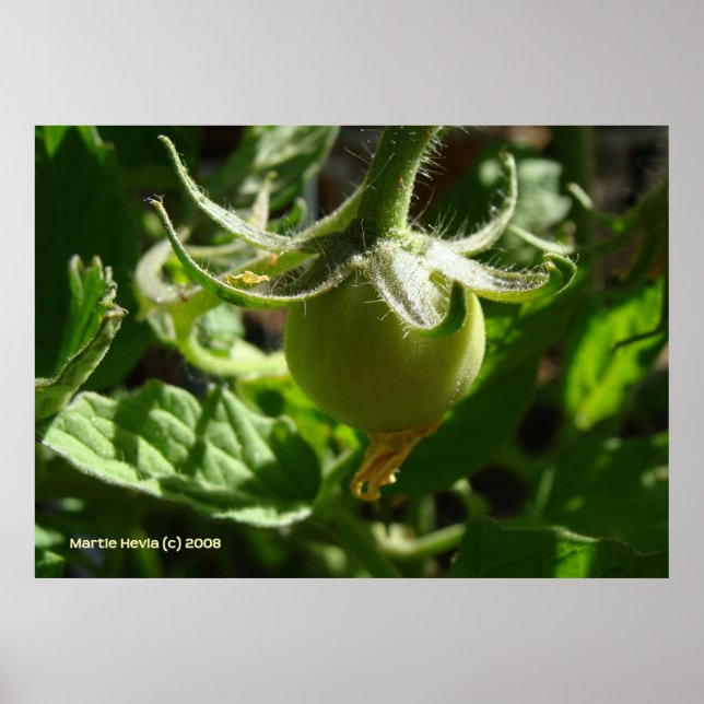 Poster Budding Tomato (Devant)