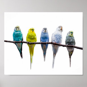 Poster Budgie Birds