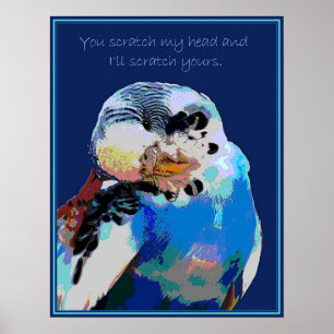 Poster Budgie veut un scratch