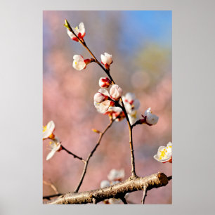 Poster Buds De Fleurs Japonaises D'Apricot