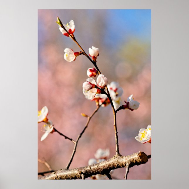 Poster Buds De Fleurs Japonaises D'Apricot (Devant)