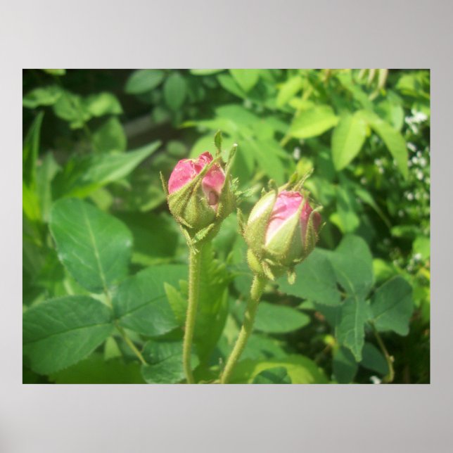 Poster Buds roses (Devant)