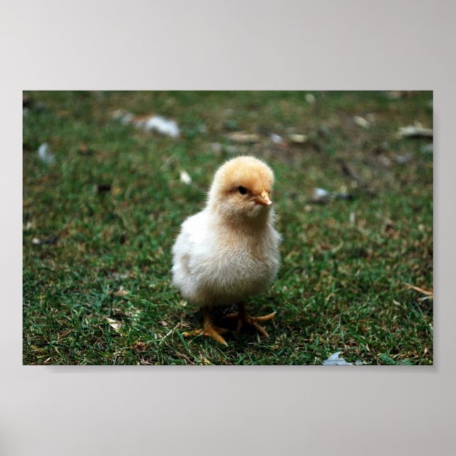 Poster Buff Orpington Chick (Devant)