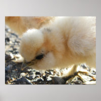 Buff Silkie poulet