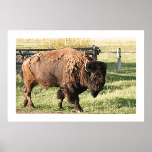 Poster Buffalo (Devant)