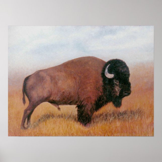 Poster Buffalo (Devant)