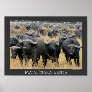 Poster Buffalo africains de l'affiche de Mara de masai