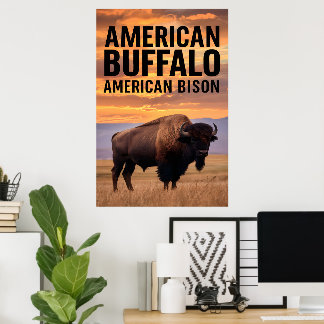 Poster Buffalo américain
