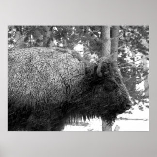 Poster Buffalo dans le parc national Yellowstone