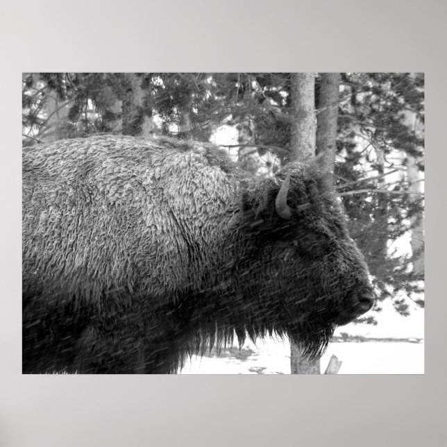 Poster Buffalo dans le parc national Yellowstone (Devant)