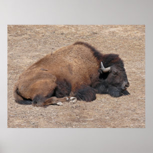 Poster Buffalo d'eau asiatique domestique