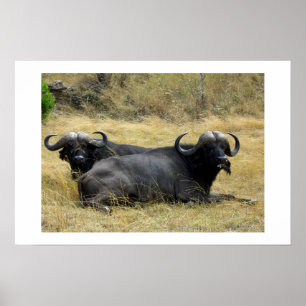 POSTER BUFFALO D'EAU AU KENYA