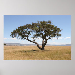 Poster Buffalo sous l'arbre d'acacia