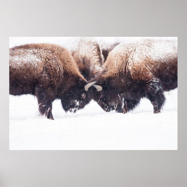 Poster Buffaloes Jouer-Combattre (Devant)