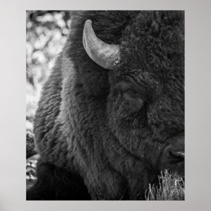 Poster Buffle de bison Moody noir blanc