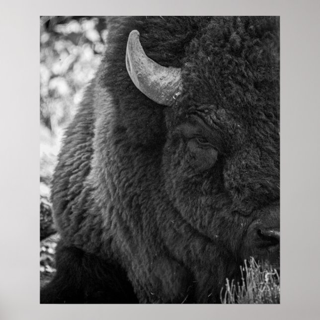 Poster Buffle de bison Moody noir blanc (Devant)