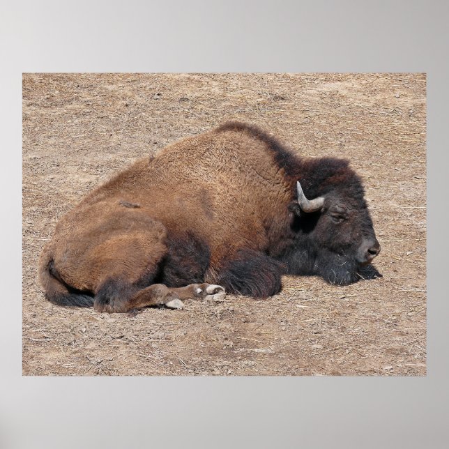 Poster Buffle d'eau domestique asiatique (Devant)