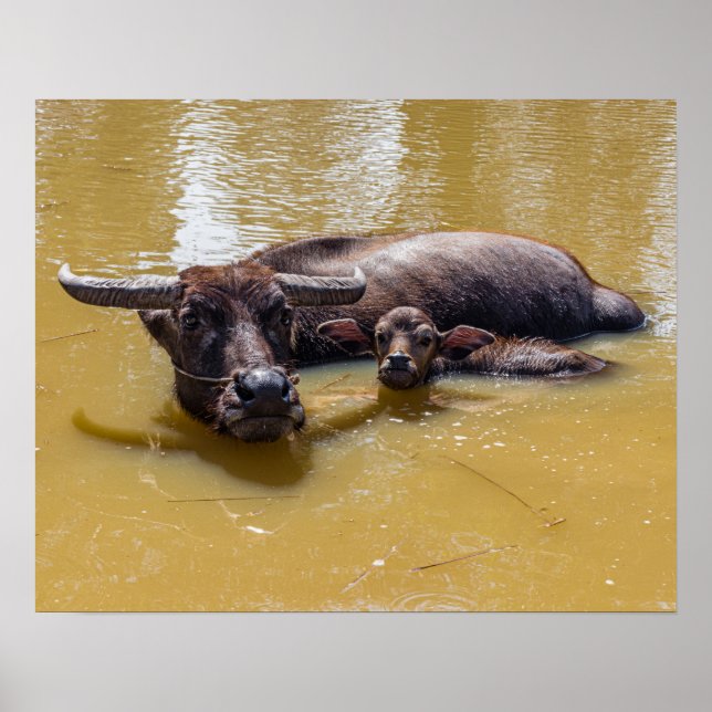 Poster Buffle d'eau et veau (Devant)