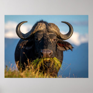 Poster buffle mangeant de l'herbe