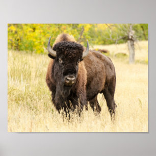 Poster Buffle sauvage dans un champ