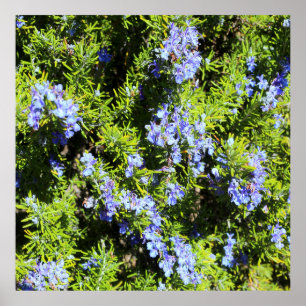 Poster buisson fleurissant de romarin