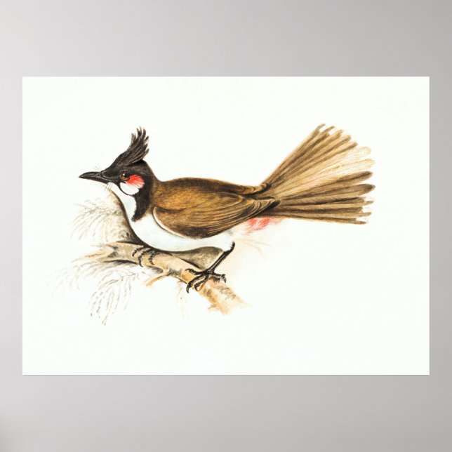 Poster Bulbul à bec roux peinture de la nature (Devant)