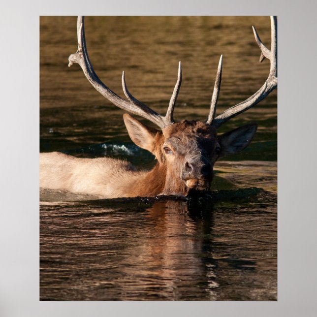 Poster Bull Elk (Devant)