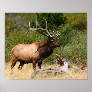Poster Bull Elk