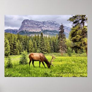 Poster Bull Elk à Castle Mountain Parc national Banff