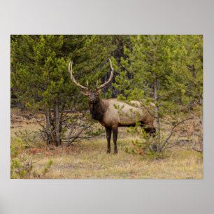 Poster Bull Elk   Au parc national de Yellowstone