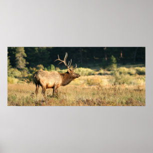 Poster Bull Elk dans le Parc National des Rocheuses