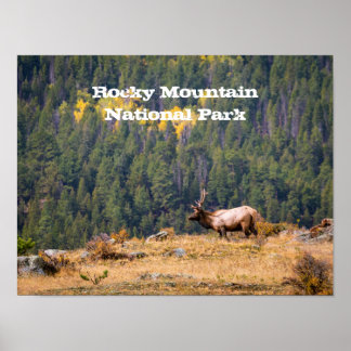 Poster Bull Elk dans le parc national des Rocheuses Photo