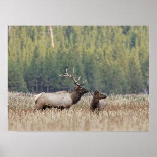 Poster Bull Elk dans le pré Parc national de Yellowston