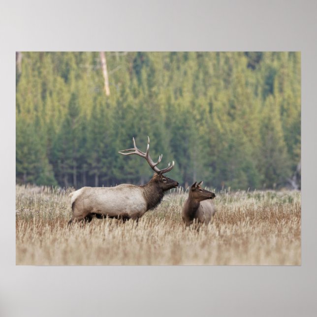Poster Bull Elk dans le pré | Parc national de Yellowston (Devant)