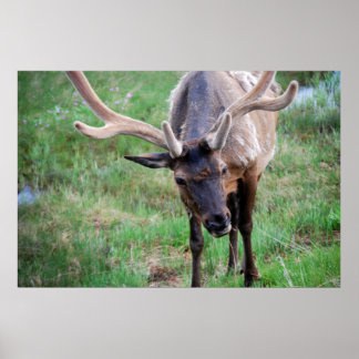 Poster Bull Elk dans Velvet