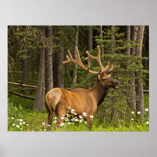 Poster Bull Elk in Velvet, Canada