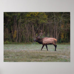 Poster Bull Elk Morning Walk